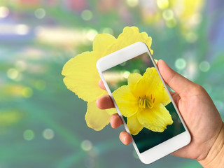 Woman hand holding cellphone taking photo of yellow flower bokeh - Powered by Adobe