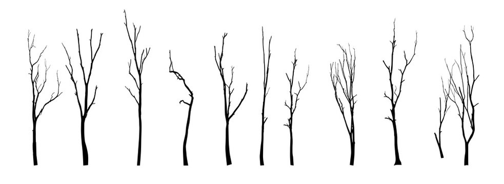 Beautiful vector tree silhouette