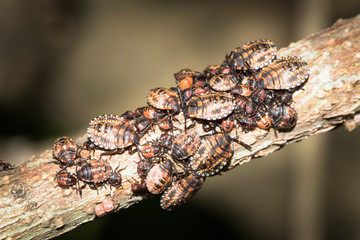 This is a photo of some stinkbug larvae, was taken in XiaMen botanical garden, China.