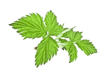 Green raspberry leaf on white background