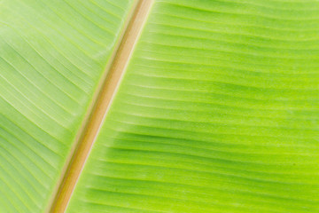 Green banana leaf texture background