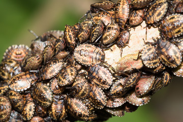 This is a photo of some stinkbug larvae, was taken in XiaMen botanical garden, China.