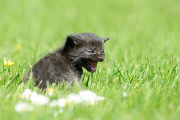 black  kitten sitting on meadow and meows