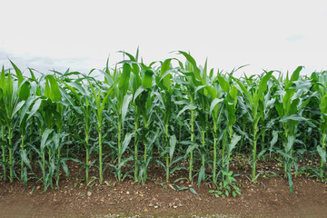 Green corn field in agricultural garden