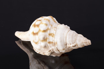 Single sea shell of marine snail, horse conch  on black backdround