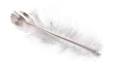 isolated straight feather with dark brown stripe
