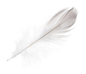 striped streight seagull feather on white
