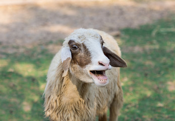little goat open mouth in nature background