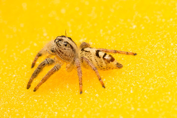 Macro small spider