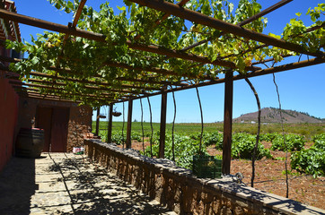 Vineyard in the south of Tenerife,Canary Islands,Spain.