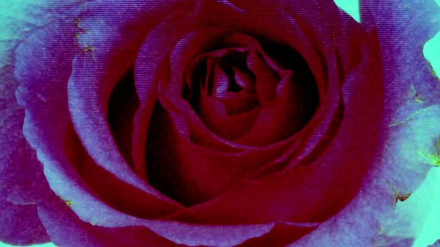 growing rose with a dirty scatch overlay