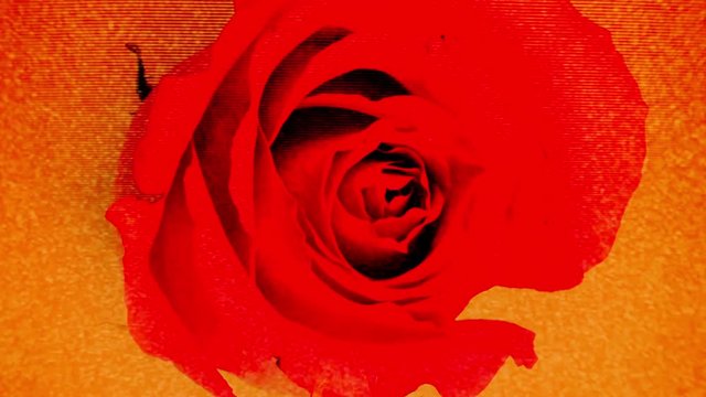 growing rose with a dirty scatch overlay