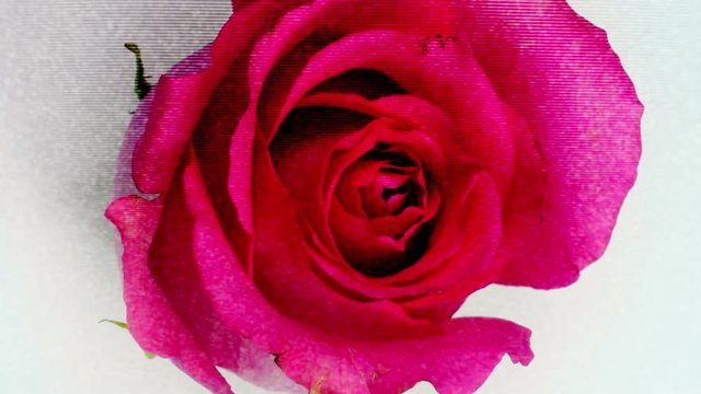 growing rose with a dirty scatch overlay