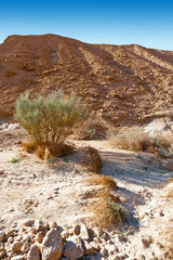 Negev Desert