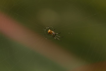 Macro spider nests