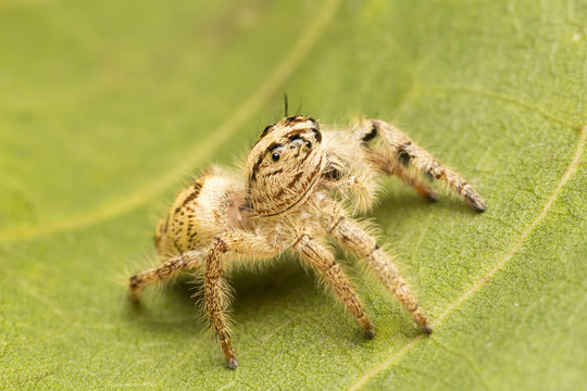Macro small spider