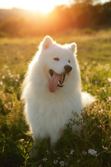 Fototapeta premium Happy white Samoyed dog outdoor portrait in the park
