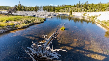 Dry old tree in the river. On the horizon, the steam from the geysers. Upper Geyser Basin, Yellowstone National Park, Wyoming