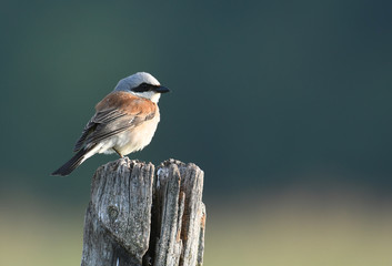 Red-backed shrike (Lanius Collurio)