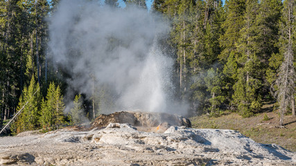 The eruption of a geyser in a forest. Upper Geyser Basin, Yellowstone National Park, Wyoming