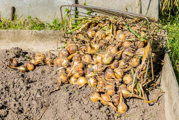 The harvest of onion in soil with the onions. Fresh onions at the farm.Copyspace.