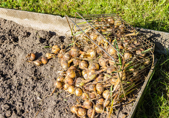 The harvest of onion in soil with the onions. Fresh onions at the farm.Copyspace.