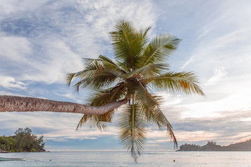 Fototapeta premium cocotier penché au crépuscule, Mahé, Seychelles 