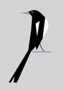 รูปภาพMagpie – เลือกดูภาพถ่ายสต็อก เวกเตอร์ และวิดีโอ34,161 | Adobe Stock