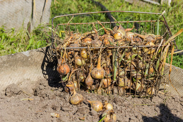 The harvest of onion in soil with the onions. Fresh onions at the farm.