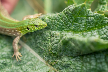 Close-up photo of lizard