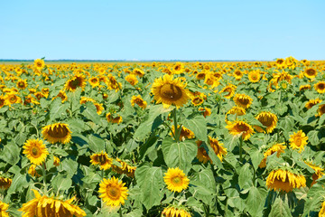 sunflower field and clear sky, beautiful summer landscape