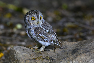 oriental scop owl bird