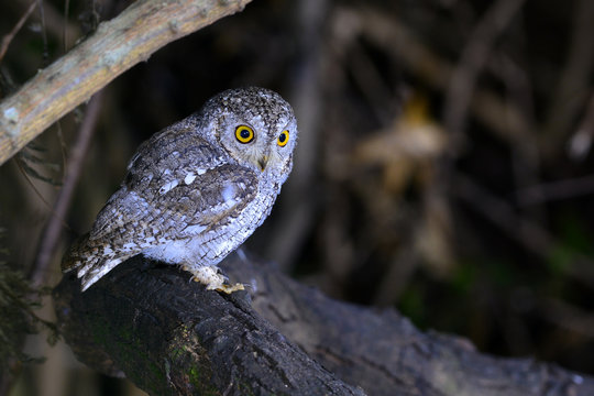 oriental scop owl bird