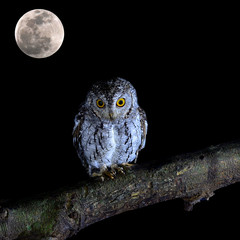 Oriental Scops Owl bird