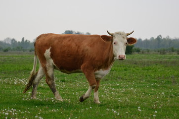Fototapeta na wymiar Cow walking on the meadow