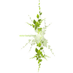leaves and rays on a white background, vector