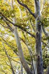Trees in the park at sunset the sun