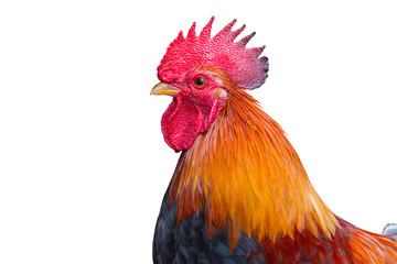 close up portrait of bantam chicken, poultry