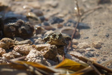 Frog on the stones