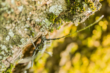 insects