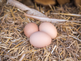 Close-up brown chicken eggs on a bed of straw