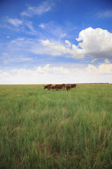 several Ankole-Watusi in the steppe with green grass and blue cloudy sky