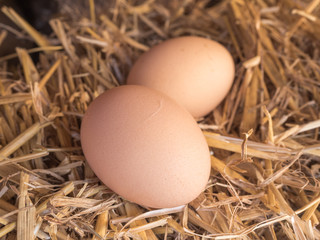 Close-up brown chicken eggs on a bed of straw