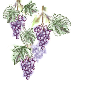 Watercolor Grape Twig