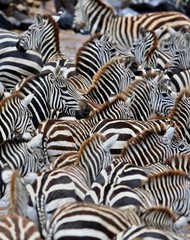 Zebras in the big herd during the great migration in masai mara, wild africa, african wildlife,...