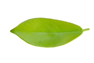 Leaf texture pattern on the whitte background