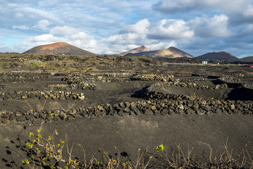 Vineyards in the Geria in Lanzarote