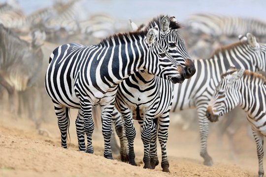 Fototapeta Zebras in the big herd during the great migration in masai mara, wild africa, african wildlife, animals in their nature habitat