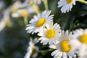 closeup of daisies in a green field of spring grass.