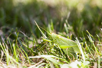 Large grasshopper crawling in grass